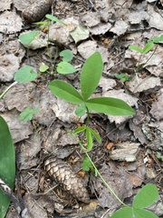 Trifolium medium