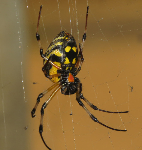 African Hermit Spider