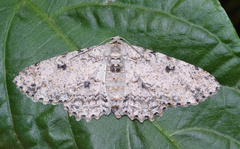 Ascotis reciprocaria