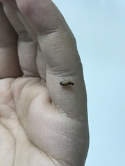 Dromius schneideri
