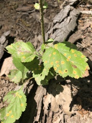 Puccinia caricina