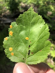Puccinia caricina