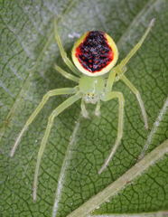 Araneus alboventris