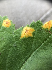 Puccinia caricina