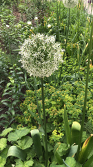 Allium