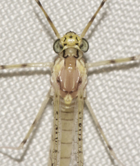 Stenacron interpunctatum interpunctatum