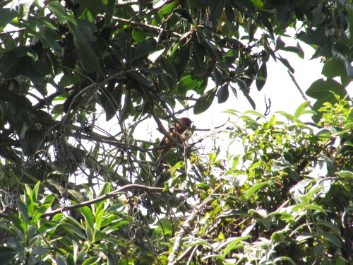 Rufous-browed Conebill (Conirostrum rufum), photo 9