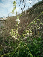 Silene dichotoma