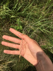 Stipa lessingiana