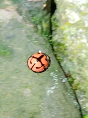 Aiolocaria hexaspilota