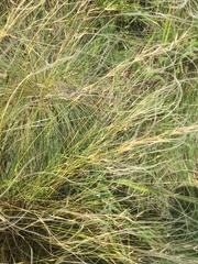 Stipa lessingiana