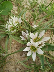 Colchicum palaestinum