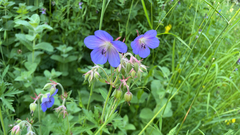 Geranium pratense