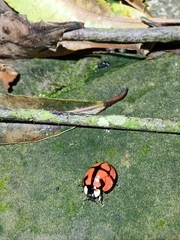 Aiolocaria hexaspilota