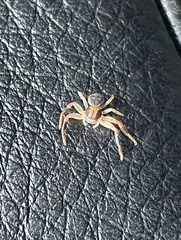 Xysticus texanus