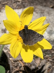 Erynnis icelus