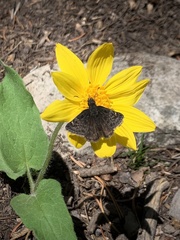 Erynnis icelus