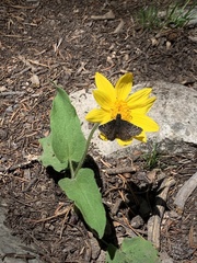 Erynnis icelus
