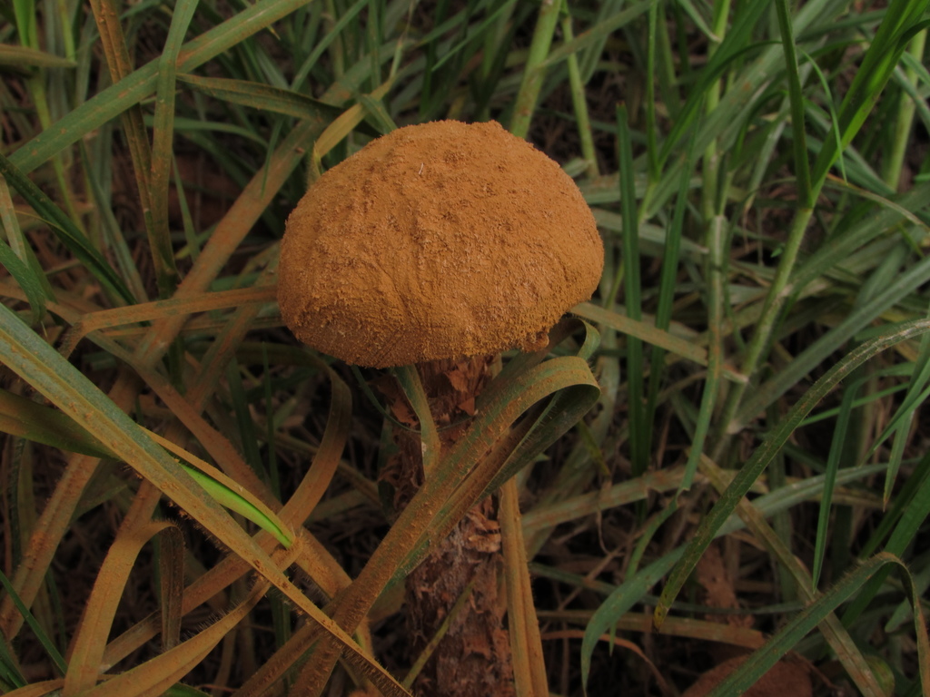 Battarrea phalloides · June 2021 · photo: © nbareschu (iNaturalist, cc-by)