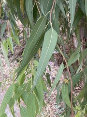 Eucalyptus camaldulensis