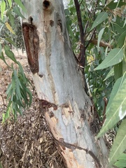 Eucalyptus camaldulensis