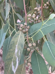 Eucalyptus camaldulensis