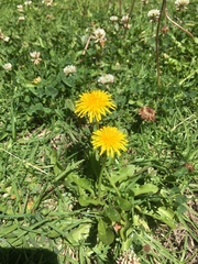 Taraxacum officinale