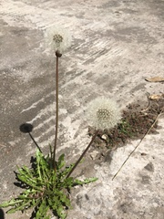 Taraxacum officinale