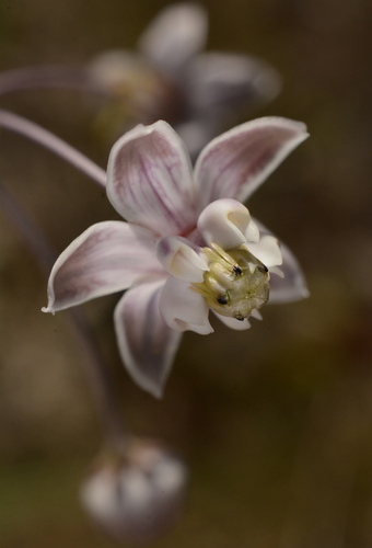 Carolina milkweed (Asclepias cinerea)