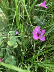 Oxalis articulata
