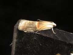 Acrobasis demotella