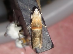 Acrobasis demotella