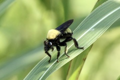 Laphria macquarti