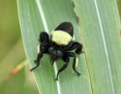 Laphria macquarti