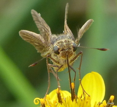 Panoquina panoquin