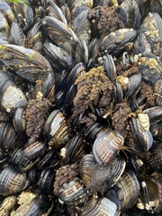 Callithamnion pikeanum