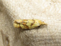 Phtheochroa vitellinana