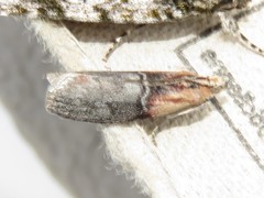 Sciota basilaris