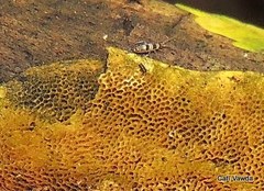 Entomobryoidea