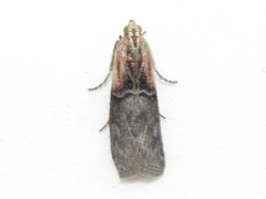 Sciota basilaris