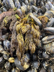 Odonthalia