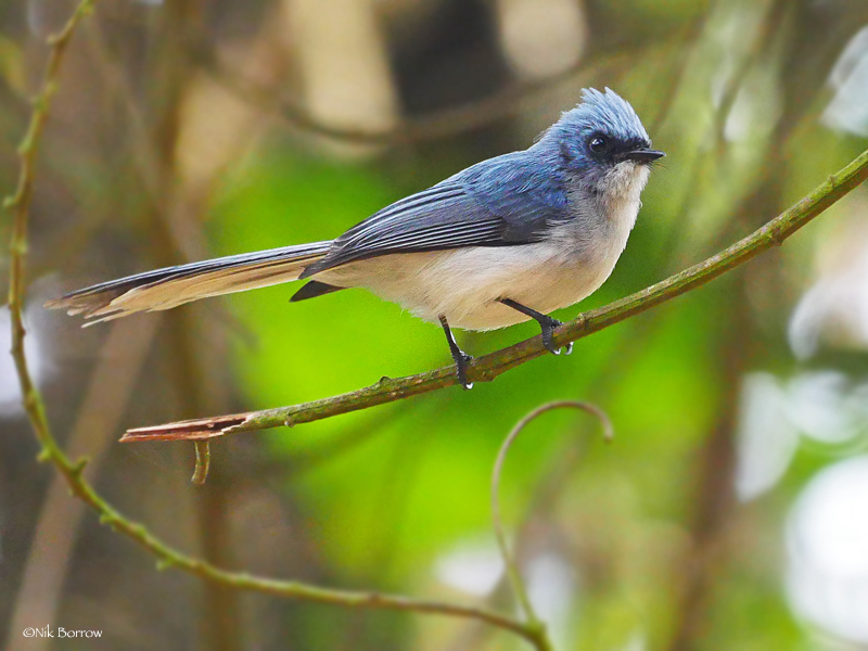 White-tailed Blue Flycatcher photo