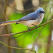 White-tailed Blue Flycatcher - Photo (c) Nik Borrow, some rights reserved (CC BY-NC)
