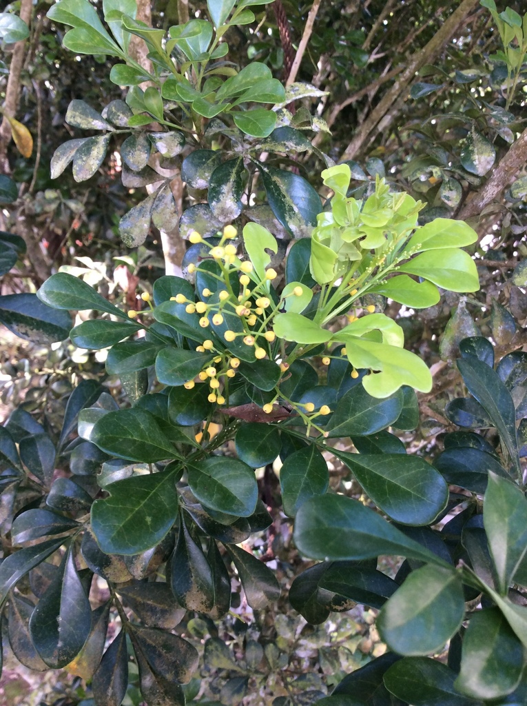 Aglaia odorata, Sirawan, Davao City, Davao City, Davao Del Sur, PH