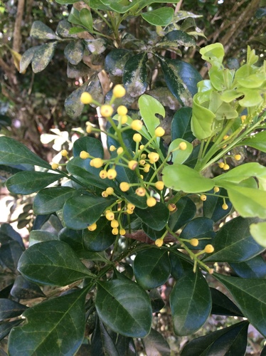Aglaia odorata