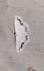 Scopula purata