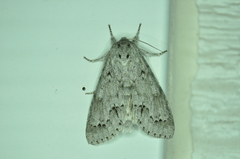 Acronicta