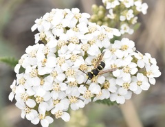 Stenodynerus anormis