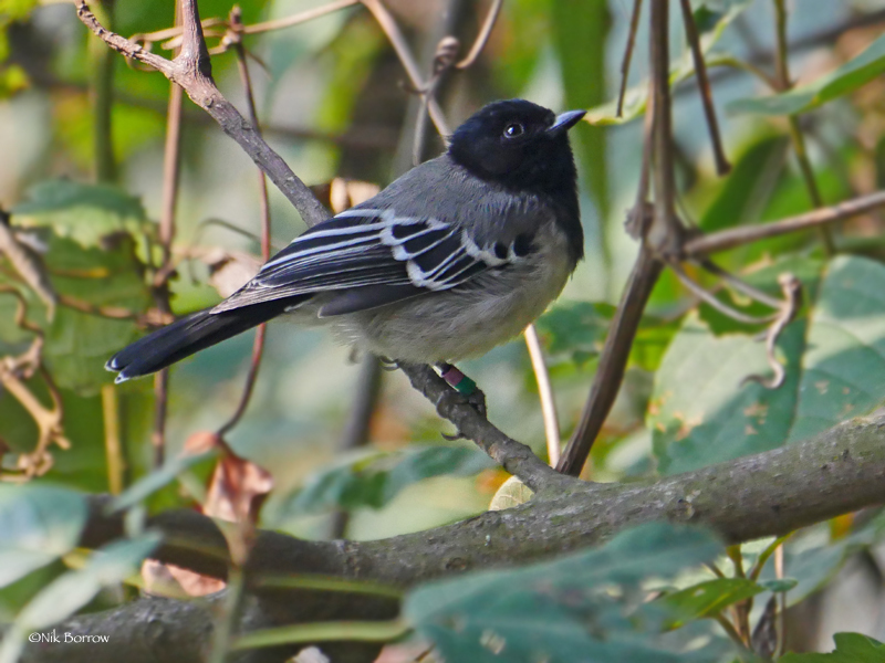 Stripe-breasted Tit photo