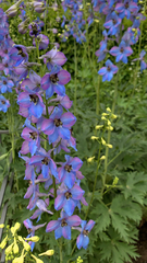 Delphinium elatum